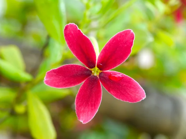 Rojo y rosa de flor enredadera Rangún. (Quisqualis indica L .) — Foto de Stock