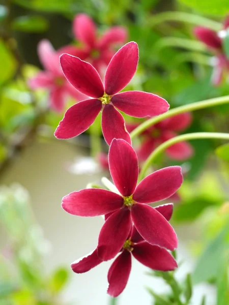 Rosso e rosa di Rangoon fiore rampicante. (Quisqualis indica L .) — Foto Stock