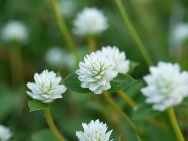 Herbe de fleurs sauvages blanches . — Photo