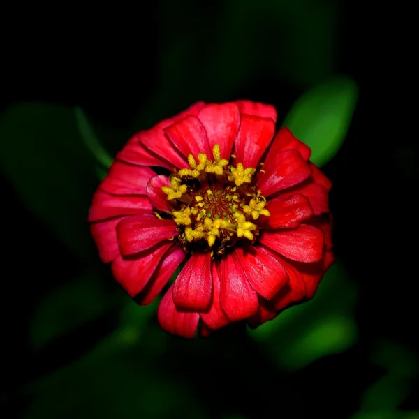 Zinnia rossa che fiorisce in giardino — Foto Stock