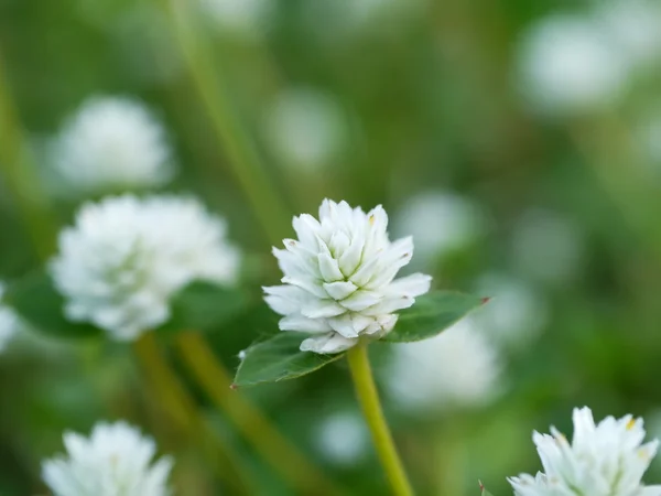 白い野生の花草. — ストック写真