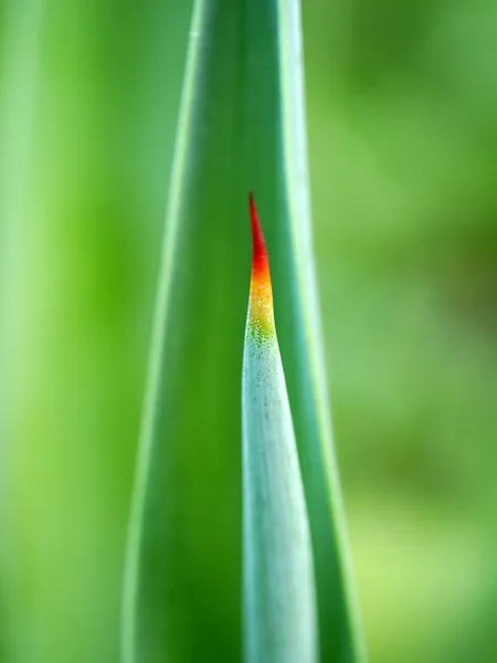 Närbild på Cactus ökenväxt. — Stockfoto