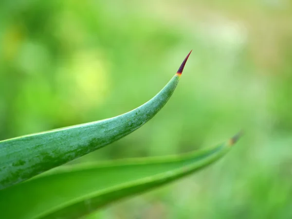 Närbild på Cactus ökenväxt. — Stockfoto