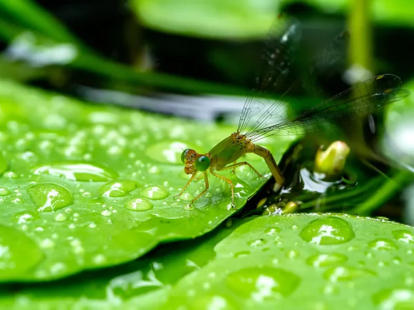 Dragonflies are spawning in water — Stock Photo, Image