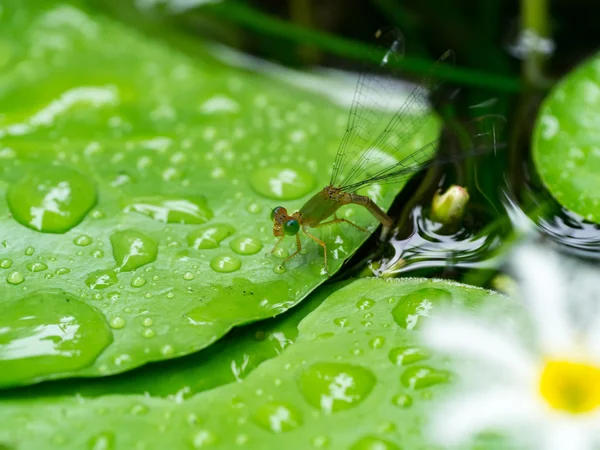 Dragonflies are spawning in water — Stock Photo, Image