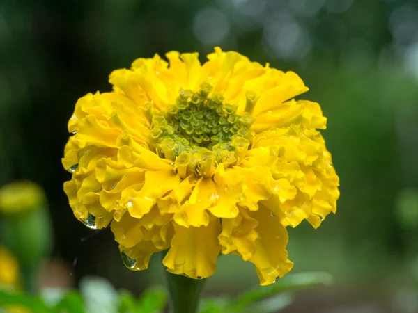 金盏花 （万寿菊、 墨西哥的万寿菊、 万寿、 空燃比 — 图库照片