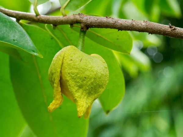 Soursop o crema espinosa flor de manzana . — Foto de Stock