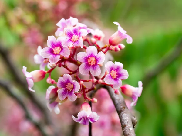 Fiore di frutto di stella — Foto Stock