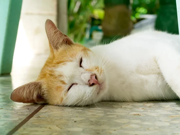 Gato dormindo — Fotografia de Stock