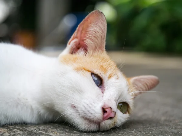 Jeden slepý kočka ležící na zemi — Stock fotografie