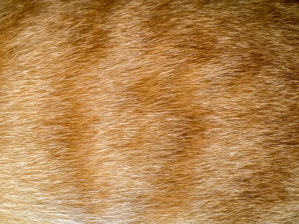 Close-up de pele de gato de gengibre para textura ou fundo — Fotografia de Stock