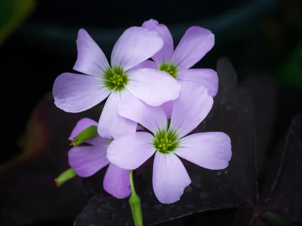 Nahaufnahme von False Shamrock Blume. (Oxalis triangularis).) — Stockfoto