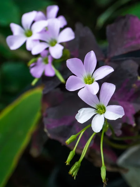Feche a flor Falsa Shamrock. (Oxalis triangularis.) — Fotografia de Stock