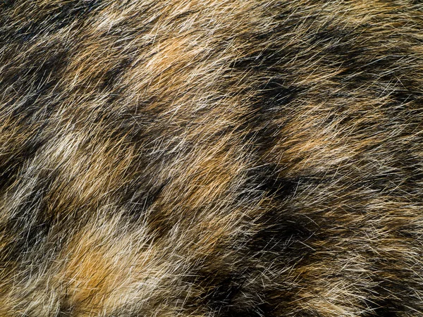 Крупный план имбирного меха кошки для текстуры или фона — стоковое фото