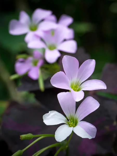 Közel a Hamis Shamrock virághoz. (Oxalis triangularis).) — Stock Fotó