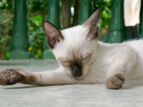 Gato dormindo — Fotografia de Stock