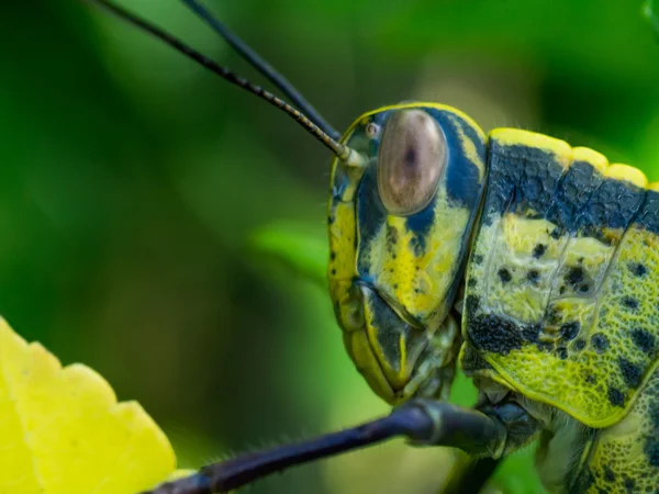 Wrinkled Grasshopper — Stock Photo, Image