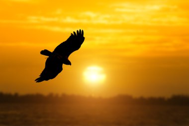 bir kuş Silhouettes gökyüzünde uçuyor.
