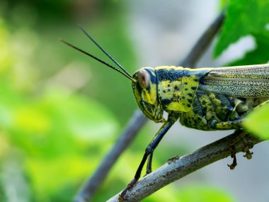 Ağaç üzerinde buruşuk çekirge yakın çekim