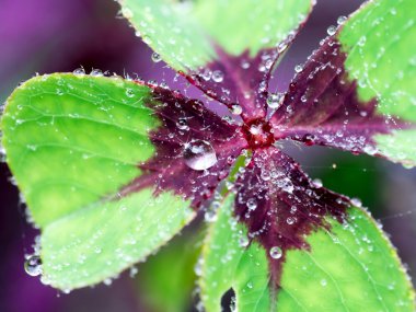 çiğ bir yonca yaprağı üzerinde damla