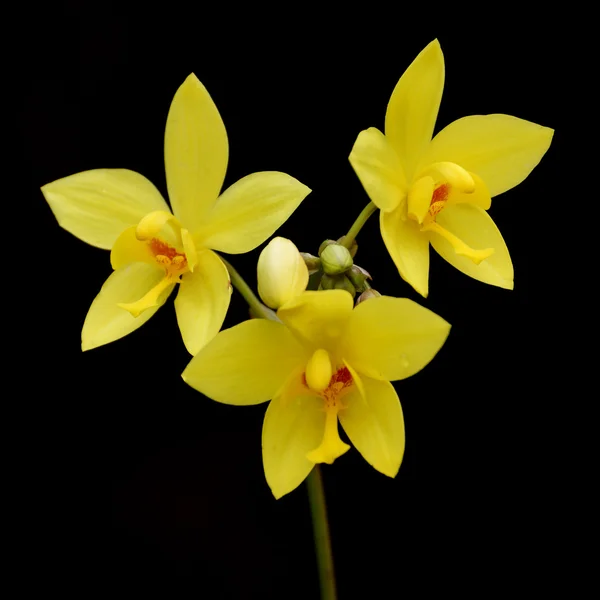 Gele grond orchid — Stockfoto