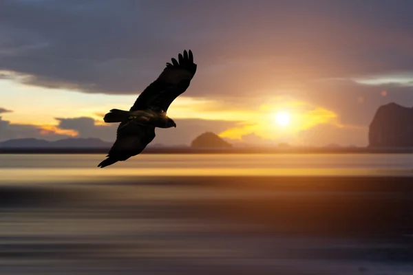 Silhouettes of bird is flying on the sky. — Stock Photo, Image