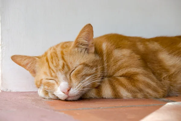 Gato de bengala amarelo — Fotografia de Stock