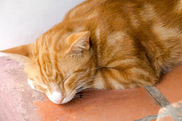 Gato de bengala amarelo — Fotografia de Stock