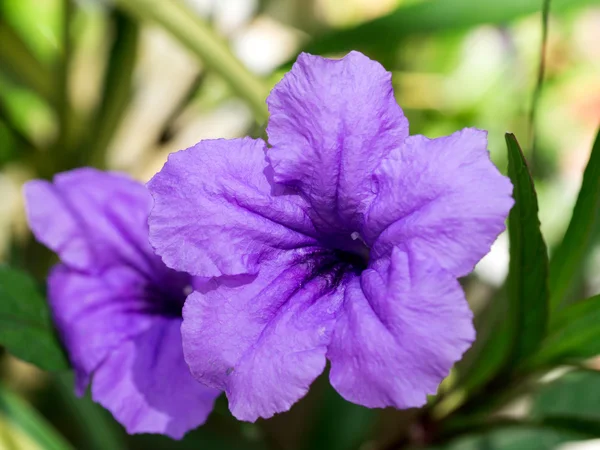 Purple flowers bloom in the morning. — Stock Photo, Image