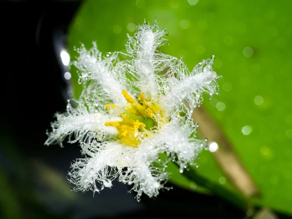 Regnet droppar på vit blomma — Stockfoto