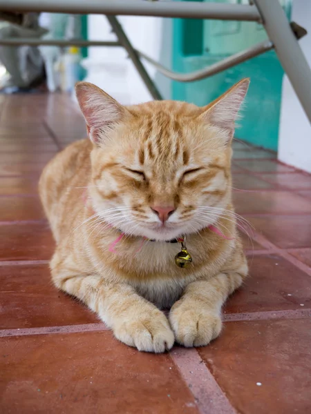 Gato de bengala amarelo — Fotografia de Stock