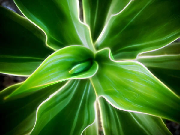 顶视图上龙舌兰植物的辉光形象. — 图库照片