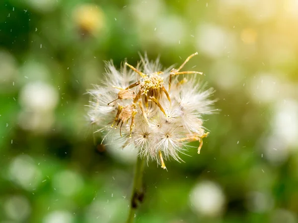 Close up of grass flowers — Stock Photo, Image
