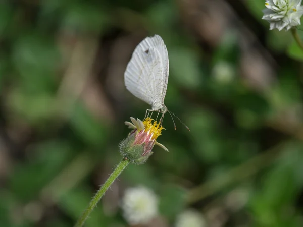 Motyl i kwiat trawy — Zdjęcie stockowe