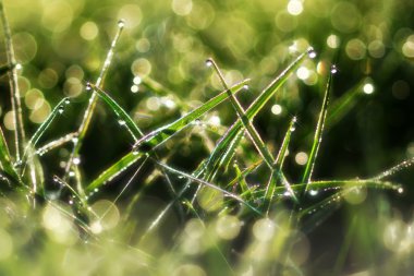 çim ve Bahçe çiy.