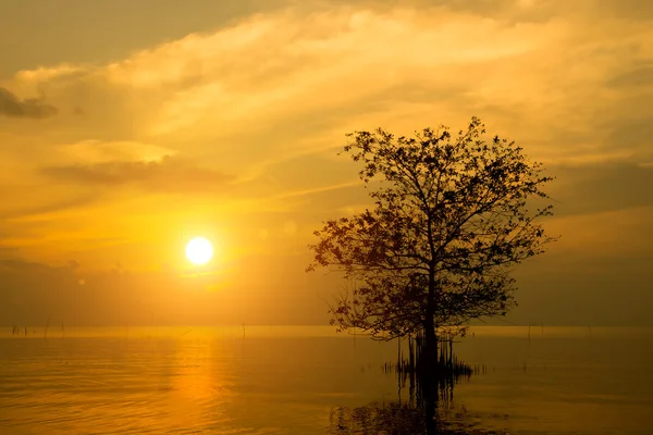 Silhouetten van dode bomen op het meer. — Stockfoto