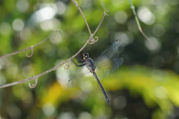 Dragonfly in tropical forests — Stock Photo, Image