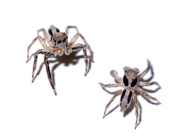 Jumping Spider on white background. — Stock Photo, Image