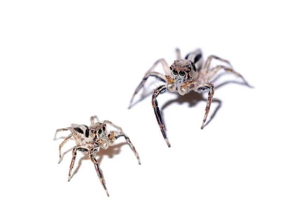 Jumping Spider on white background. — Stock Photo, Image
