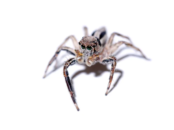 Hoppande spindel på vit bakgrund. — Stockfoto