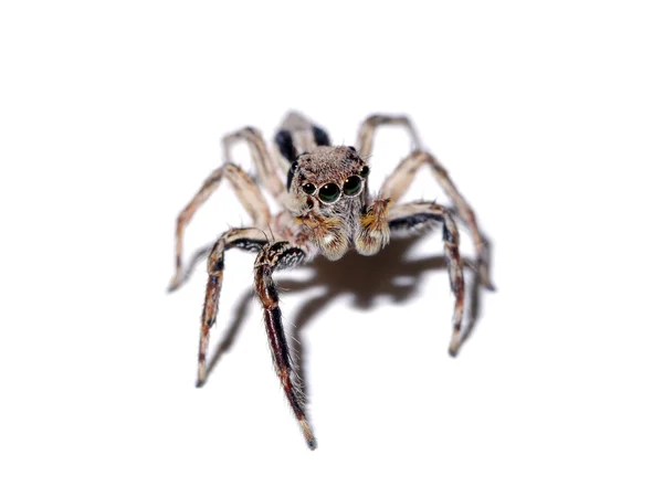 Jumping Spider on white background. — Stock Photo, Image