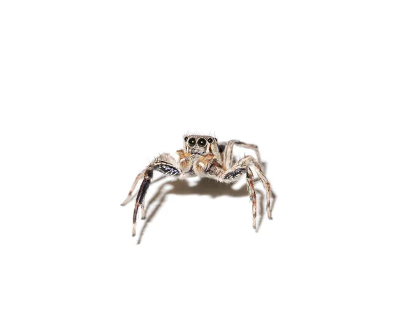 Jumping Spider on white background. — Stock Photo, Image