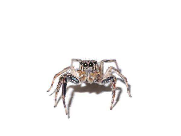 Jumping Spider on white background. — Stock Photo, Image