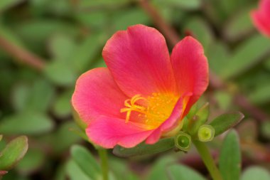 Portulaca Çiçek Bahçesi.