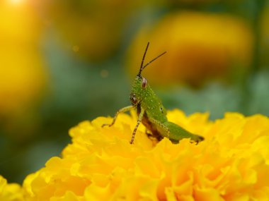 Kadife çiçeği ve çekirge yeşil kapat