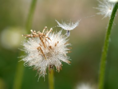 çimen çiçekler yakın çekim
