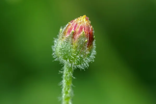 Çimen çiçekler yakın çekim — Stok fotoğraf