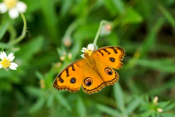 Närbild orange fjäril — Stockfoto