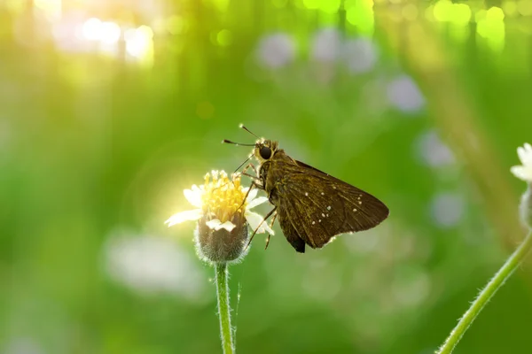 Malý motýl a květ grss v zahradě. — Stock fotografie