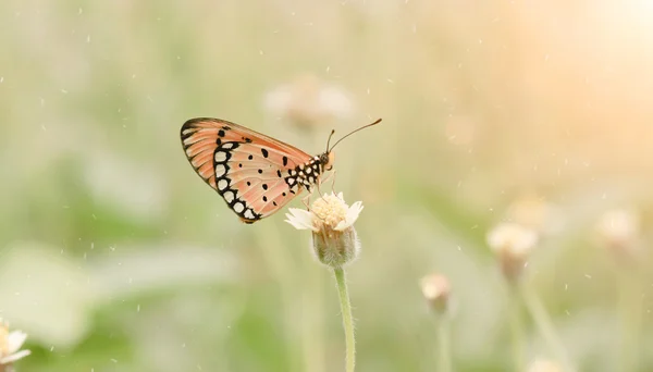 Farfalla arancione primo piano — Foto Stock